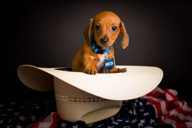 Dachshund 'un çok şirin, yüksek çözünürlüklü stüdyo resimleri.