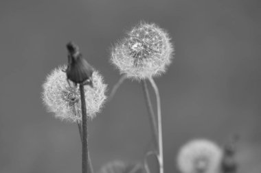 Bir tarladaki gri karahindiba tarlası.