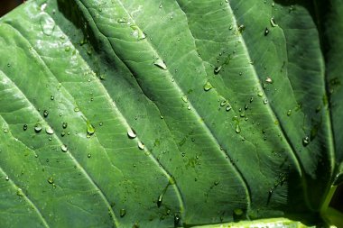 Üzerinde su damlaları olan yeşil bir yaprağın yakın çekimi.