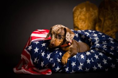 Çok şirin yüksek çözünürlüklü Dachshunds stüdyo resimleri.