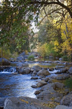 Oak Creek, Sedona, Arizona kıyısında sarı kavak.