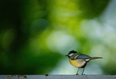 A shallow focus shot of a great tit (Parus major) against the blurry green background