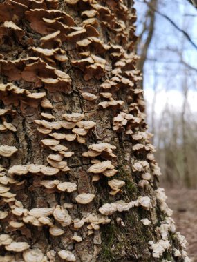 Ağaç gövdesinde yetişen mantarların dikey görüntüsü.