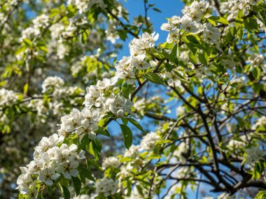 Güneşli bir günde bahçede çiçek açan bir elma ağacının yakın çekimi.