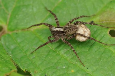 Detailed closeup on a female wolf spider, Pardosa species, carrying an egg-sac behin her clipart