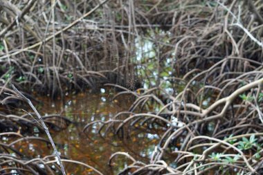 Ria mangrovlarının vahşi doğadaki güzel manzarası.