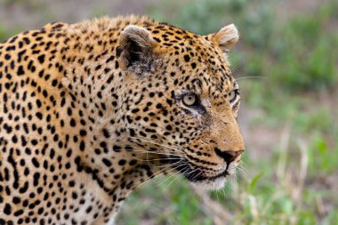 Güney Afrika 'nın kuzeydoğusundaki Kruger Ulusal Parkı' nda bir erkek leopar.