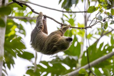Ormandaki bir ağacın dalından sarkan güzel bir tembel hayvan görüntüsü.