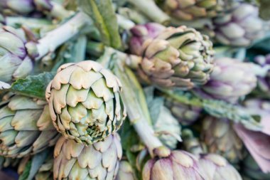 Enginar çiçeklerinin yakın plan çekimi (Cynara)