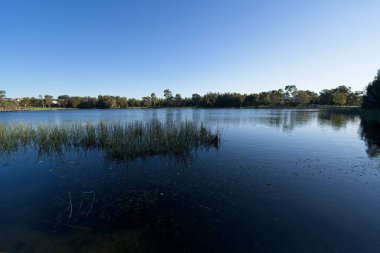 Güneşli bir sabahta ormanın yakınında çimen olan derin bir göletin güzel manzarası.