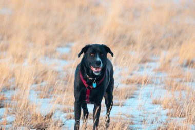 Colorado dağlarındaki karlı çimlerin üzerinde duran bir Kara Laboratuvar (Labrador Retriever)