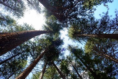 Ormandaki uzun ağaçların alçak açılı görüntüsü.