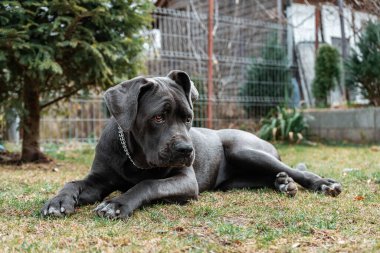 Üzgün bir Cane Corso köpeğinin park çimlerine uzanmış yakın plan fotoğrafı.