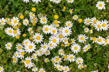 Çimenli yeşil çayırlarda açan beyaz ve sarı güzel papatyalar.