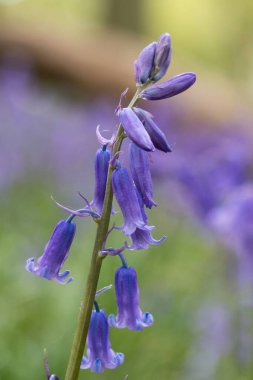 Bulanık arkaplanda ortak Bluebell 'in dikey yakın çekimi