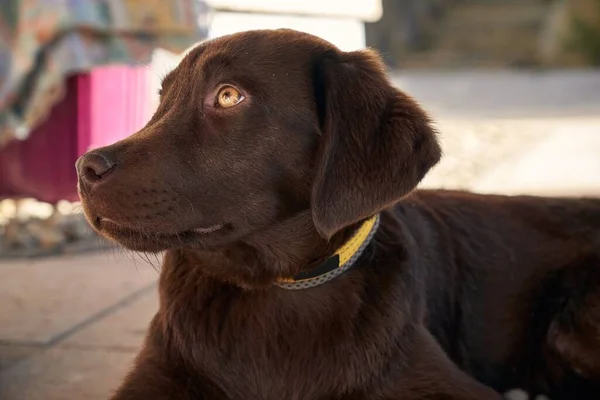 一只棕色拉布拉多猎犬抬头看的特写镜头 — 图库照片