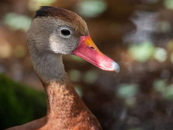 Bulanık Bir Arkaplanda Islık Çalan Bir Ördeğin Yakın Plan Çekimi — Stok fotoğraf