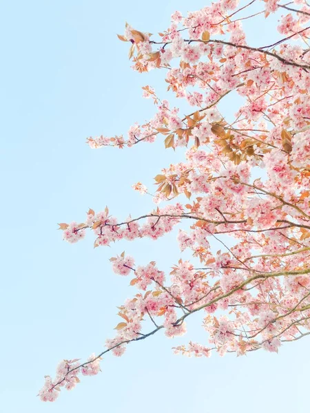Цветущая Вишня Фоне Голубого Неба — стоковое фото