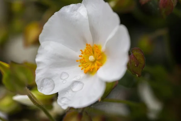 White Incense Burner Flower Garden — Stock Photo, Image