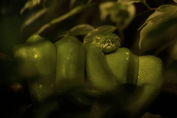 Uma Macro Close Uma Cobra Python Árvore Verde Assimilada Com — Fotografia de Stock