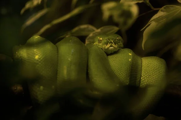 Detailní Makro Zeleného Stromu Krajta Had Asimilovaný Pozadím — Stock fotografie