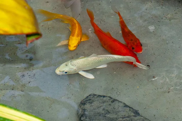 Uma Vista Superior Peixes Koi Coloridos Nadando Uma Lagoa — Fotografia de Stock