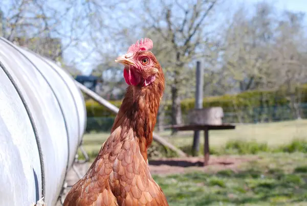 Closeup Chicken Farm Sunny Day — Stock Photo, Image