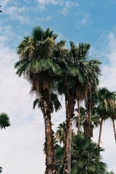 Bulutlu Arka Planda Yeşil Yapraklı Yüksek Palmiye Ağaçlarının Dikey Görüntüsü — Stok fotoğraf