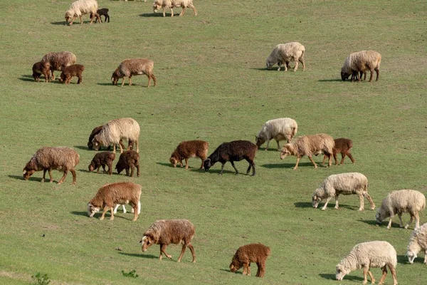 Belo Tiro Uma Manada Vacas Campo Durante Dia — Fotografia de Stock