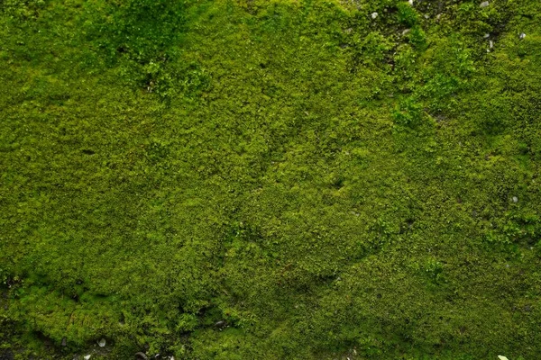 Een Close Van Mos Korstmos Groene Textuur Muur — Stockfoto