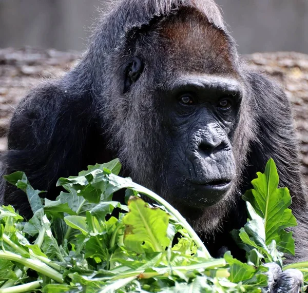 Eine Nahaufnahme Eines Riesigen Schwarzen Gorillas Der Kurz Davor Steht — Stockfoto