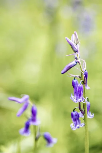 Yaygın Çan Çiçeklerinin Dikey Seçmeli Odak Noktası Hyacinthoides Non Script — Stok fotoğraf
