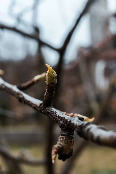 Foyer Sélectif Une Branche Arbre Aux Bourgeons — Photo