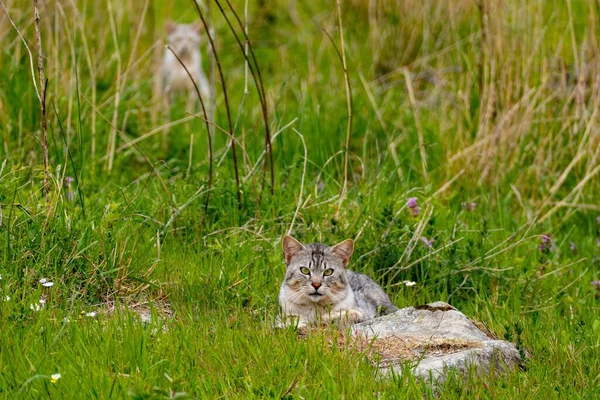 一张欧洲猫躺在草地上的照片 — 图库照片