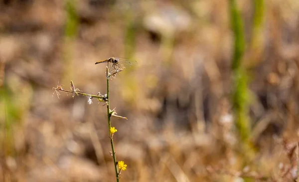 Eine Gemeine Darter Libelle Sympetrum Striolatum Hockt Auf Dem Trockenen — Stockfoto