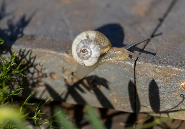 Closeup Crawling Snail Ground Selected Focus — Stock Photo, Image