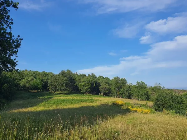 Green Lawn Yellow Flowers Maritime Pine Trees Oak Trees See — стоковое фото