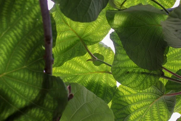 Leaves Kiwi Tree Green Beautiful Many Them — Stockfoto