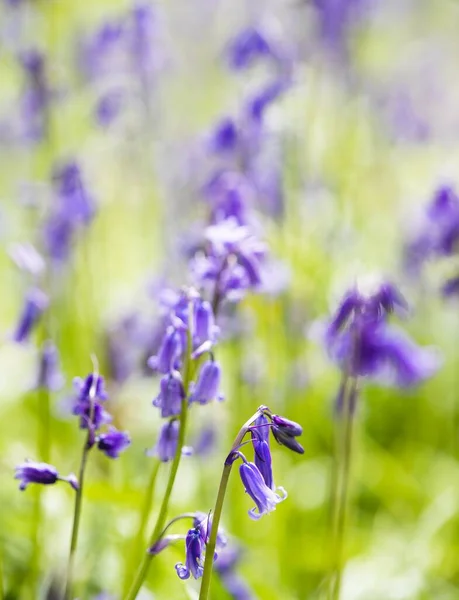 Een Verticale Selectieve Scherpstelopname Van Common Bluebell Wazige Achtergrond — Stockfoto