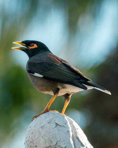 Uccello Comune Myna Appollaiato Sulla Pietra Sullo Sfondo Sfocato — Foto Stock