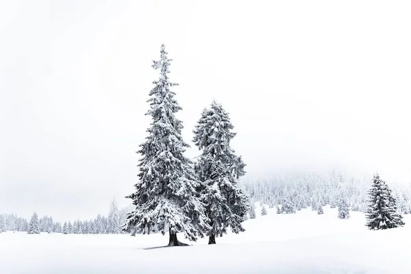 Una Hermosa Vista Pinos Nevados Bosque —  Fotos de Stock