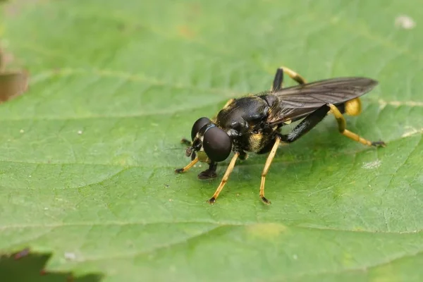 Closeup Golden Tailed Leafwalker Hoverfly Xylota Sylvarum Sitting Green Leaf — Stock Photo, Image