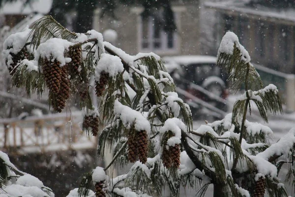 Focus Selettivo Pino Con Pigne Appese Ramo Ricoperto Neve — Foto Stock