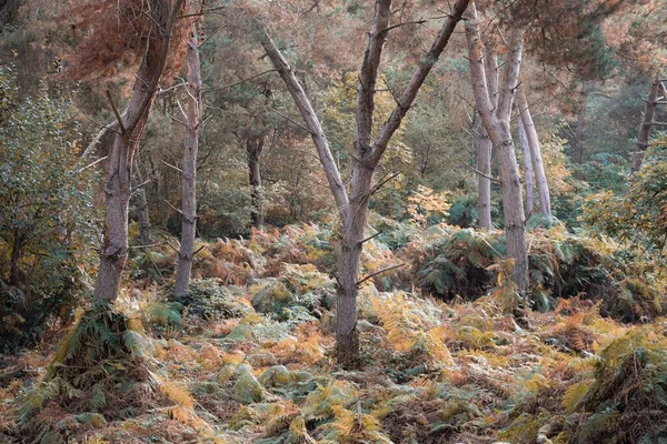 Μια Όμορφη Φωτογραφία Του Δάσους Κατά Διάρκεια Της Ημέρας Φθινόπωρο — Φωτογραφία Αρχείου