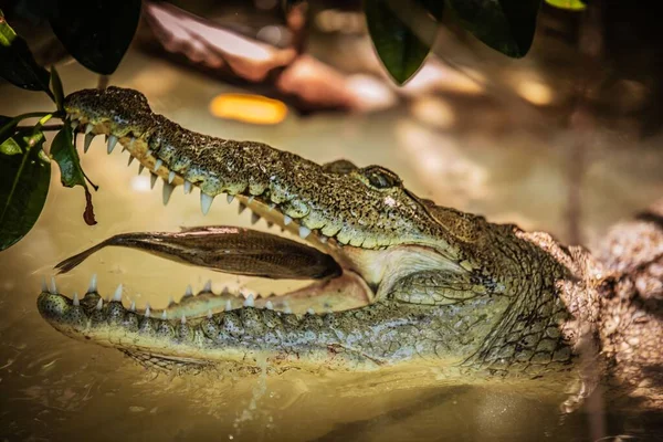 Крупный План Крокодила Глотающего Рыбу Открытым Ртом — стоковое фото
