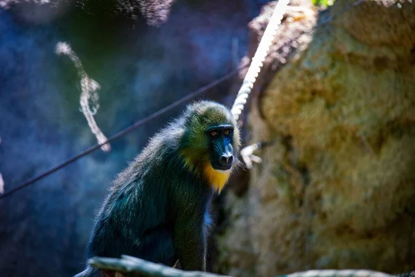 Enfoque Selectivo Mono Adorable Mandrill Fondo Borroso Zoológico —  Fotos de Stock