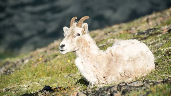 White Goat Lying Mountain Slope — Stock Photo, Image