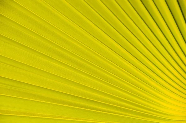 Υφή Του Πράσινου Φύλλου Palm Pattern Backround — Φωτογραφία Αρχείου