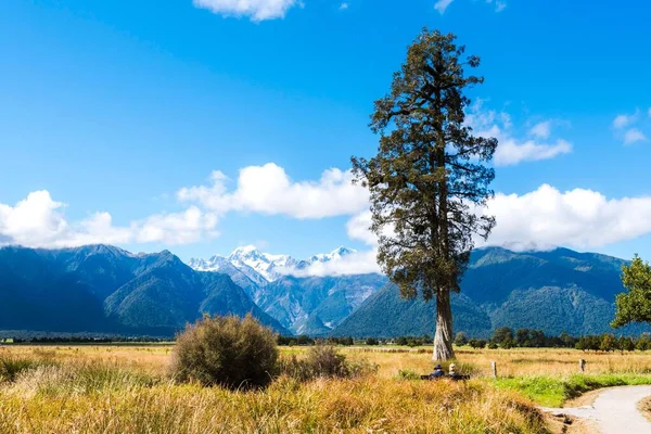 ニュージーランド 南島のマセソン湖の近くの草原の木の景勝地 — ストック写真