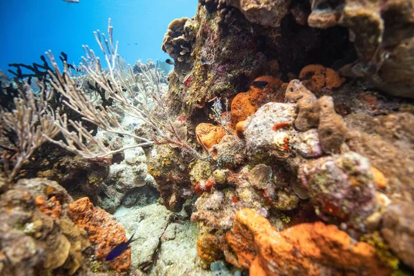 Krásná Příroda Oceánu Pod Vodou — Stock fotografie